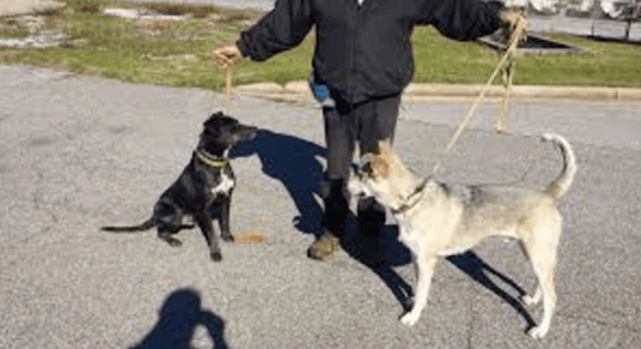 Introducing dogs at doggy daycare