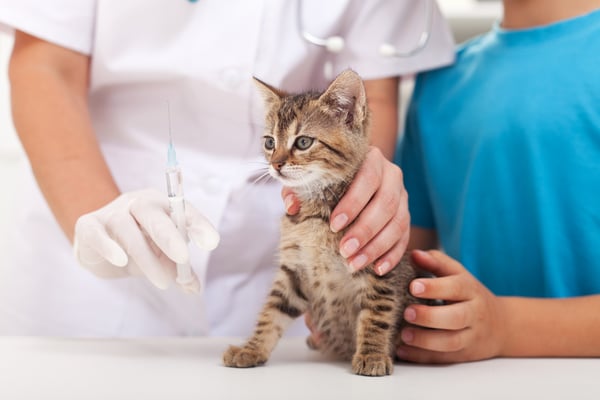 Streamlining Pet Health: The Gingr Guide to Vaccinations and Health Records