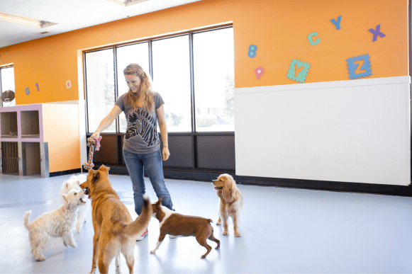 Dog daycare employee with dogs