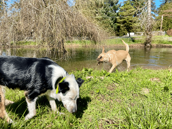 Orchard Point Kennels