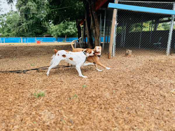 Orchard Point Kennels