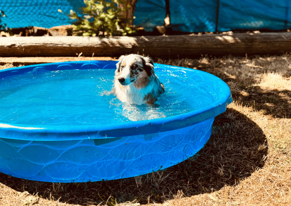 Orchard Point Kennels