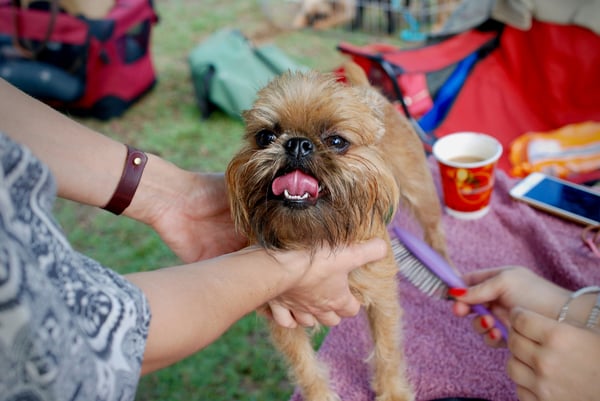 Pawsome Tales: Momma Bear's Grooming & Boarding LLC