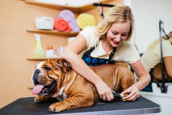 A groomer trims a dog's nails