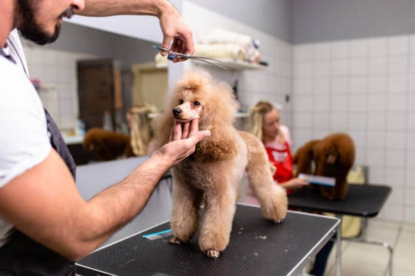 A person grooms a poodle dog