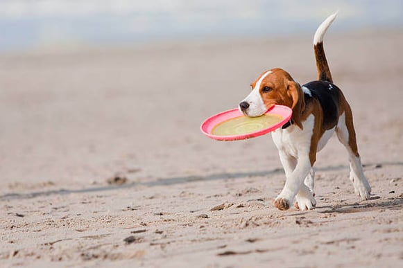 A beagle dog holds a frisbee in it's mouth as it walks on beach sand