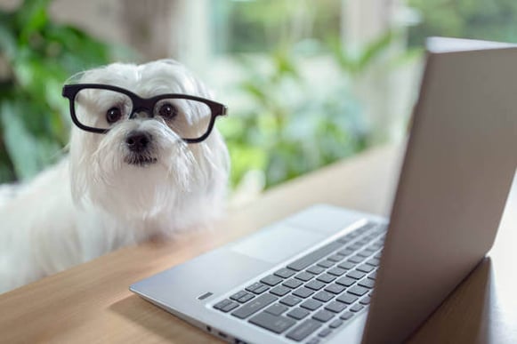 A dog wearing glasses sits in front of a laptop