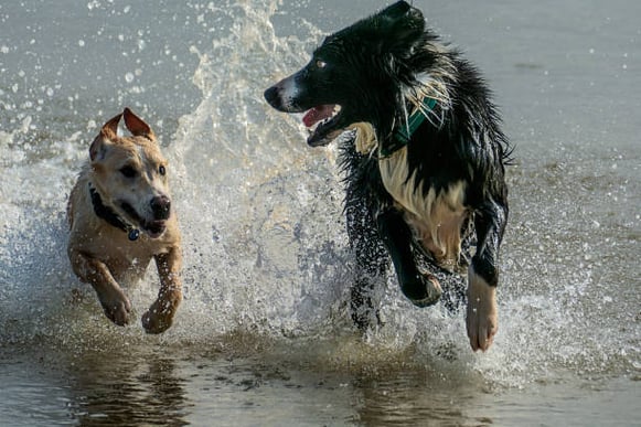 Two dogs run through water at the beach