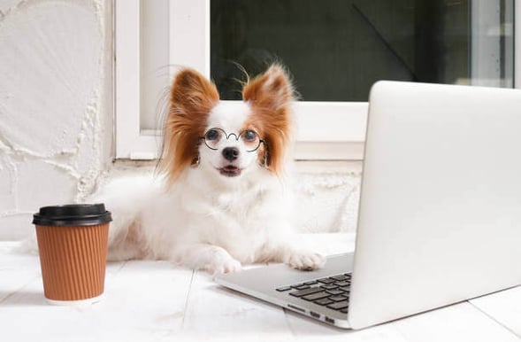 A dog wearing glasses sits in front of an open laptop