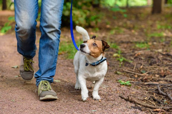 A dog walks beside a person outside while looking up at them