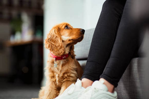 A golden retriever puppy looks up at a person