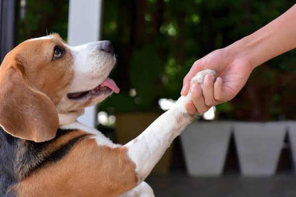 A dog shakes a person's hand