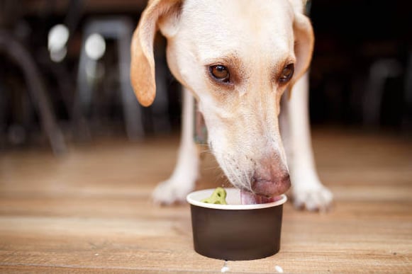 A dog licks doggie ice cream out of a cup on the floor