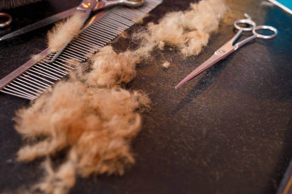 A table with pet hair and grooming scissors on top