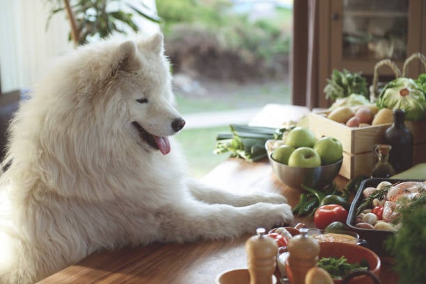 Nutrition Focus: Healthy Dog Diets for Daycare