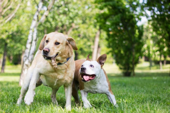 Two dogs play together outside