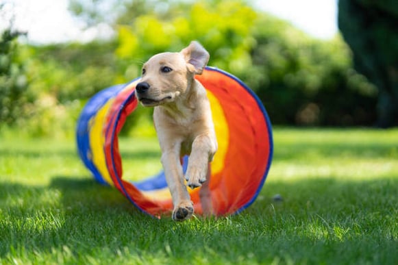 A dog runs through a tunnel outside