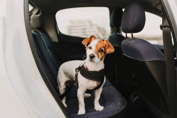 A dog stands in the backseat of a car while wearing a harness