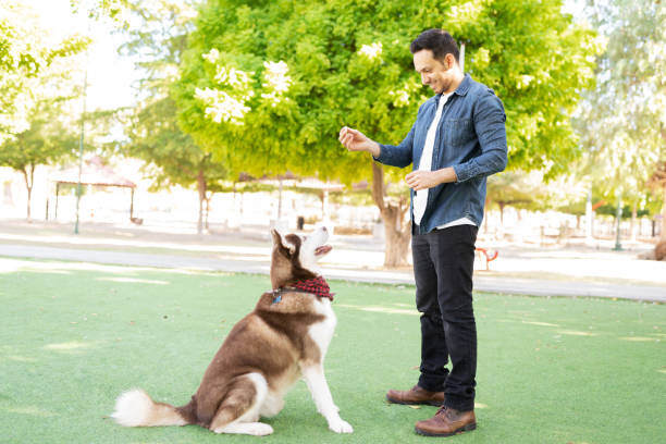 A man trains a dog