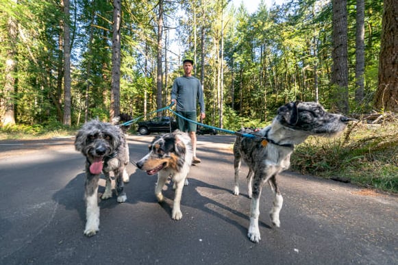 A person walks three dogs outside