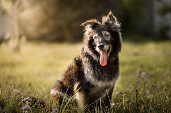 Senior furry dog smiling with tongue out