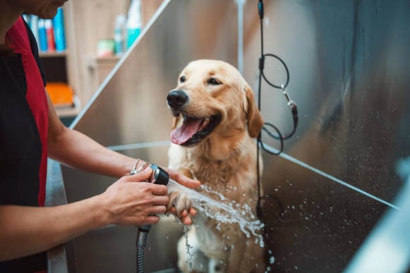 A golden retriever dog gets a bath