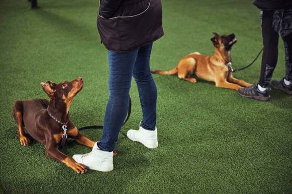 Two dogs sit in front of their owners looking up at them