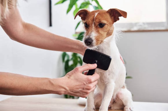 A person brushes a short-coat dog