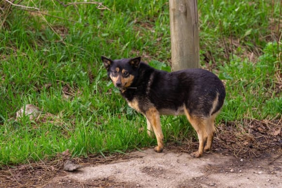 A dog stands with it's tail tucked between it's legs