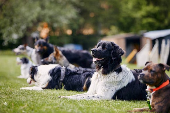 A group of dogs sit together outside