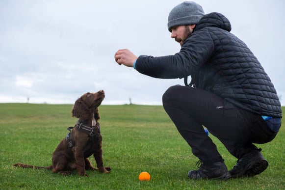 A person trains a dog