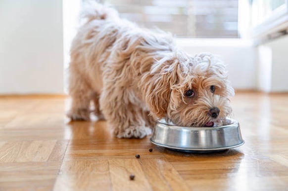 A maltipoo dog eats from a bowl