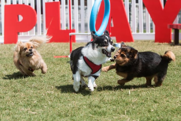 Three dogs play at a dog park