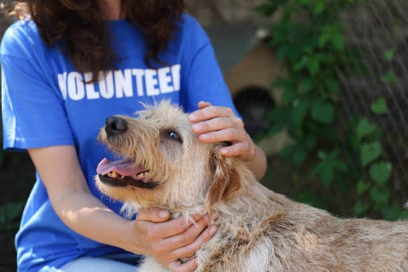 A woman wearing a volunteer shirt pets a dog