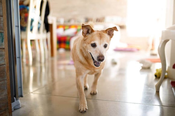 Senior dog walking in room