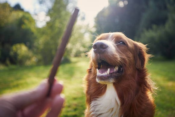 A person gives a dog a chew stick