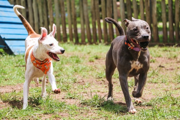 Two dogs play together at a dog park outside