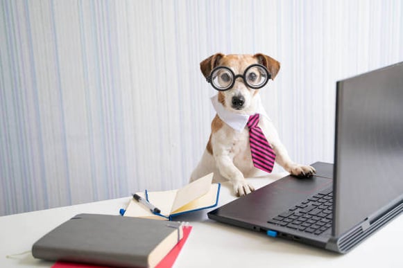 A dog wearing glasses and a tie sits in front of a laptop