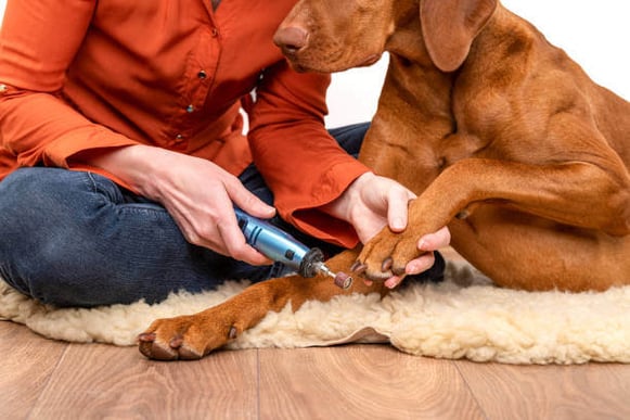 A person uses a nail grinder on a dog's nails