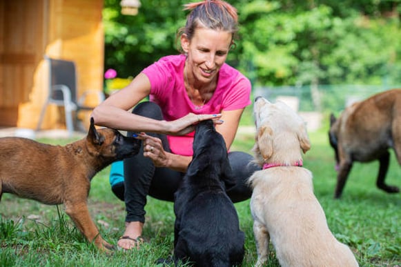 A dog trainer trains three dogs