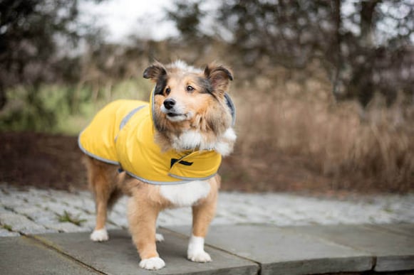 A dog wearing a raincoat stands outside