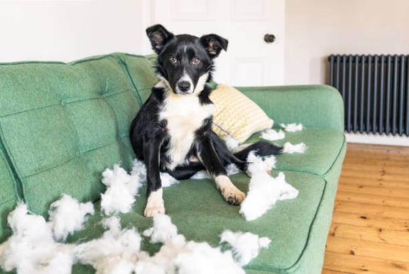 A dog sits on a couch surrounded by couch fluff