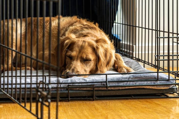 Female Golden Retriever Sleeps on Her Stomach in Open Crate on Gray Blanket