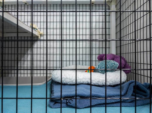 Straight on view of the inside of a boarding kennel inside a vet office