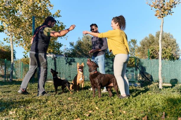 A group of pet parents train their dogs