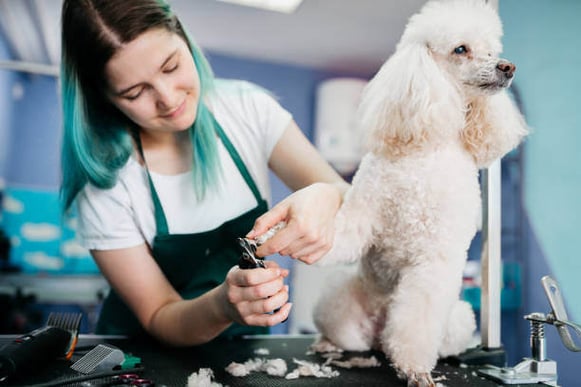 A woman grooms a poodle dog