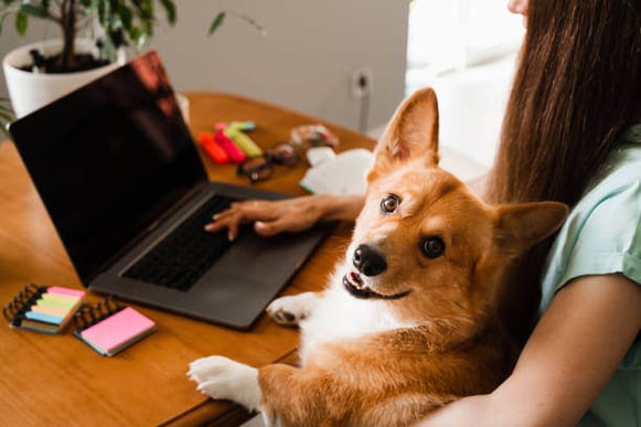 A person sits with their laptop open in front of them while they hold their corgi dog with the other arm