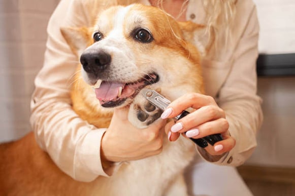 A corgi dog gets it's nails clipped