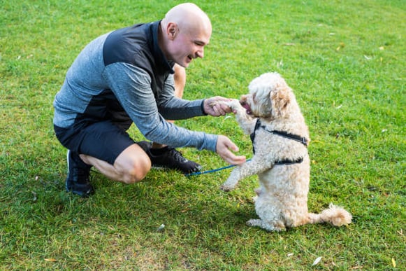 A male dog trainer shakes a dog's paw