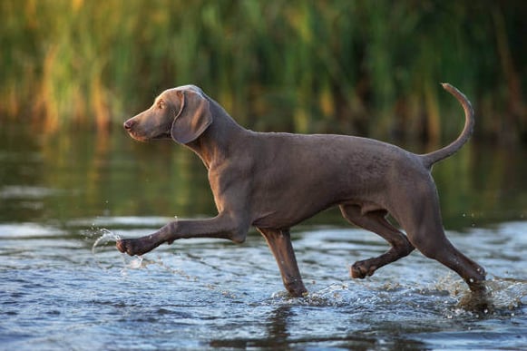 Weimaraner dog runs through water